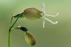 Campion: Bladder Campion - blossom of a Bladder Campion