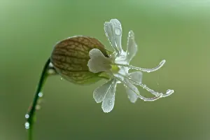 Campion: Bladder Campion - blossom of a Bladder Campion with dew