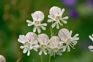Campion: Bladder campion in flower. Widespread and common