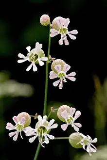 Campion: Bladder Campion - pink form