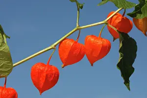Cherries: Bladder cherry / Chinese lantern / Japanese lantern