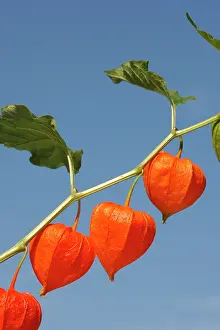 Cherries: Bladder cherry / Chinese lantern / Japanese lantern