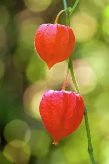 Capsules: Bladder Cherry / Chinese Lantern / Japanese Lantern