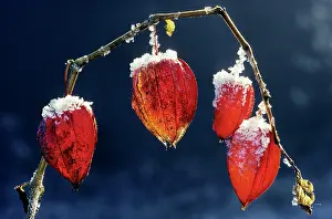 Lanterns: Bladder-cherry / Chinese Lantern / Winter cherry - wih snow