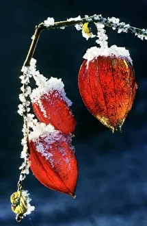 Lanterns: Bladder-cherry / Chinese Lantern / Winter cherry - wih snow