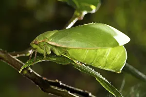 Bladder: Bladder Cicada