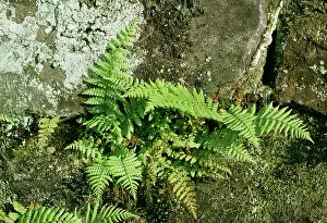 Bladder: BLADDER FERN