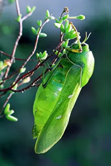 Bladder: Bladder Grasshopper - male