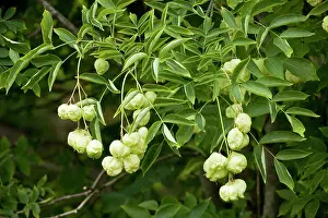Bladder: Bladder nut or Paper nut in fruit;