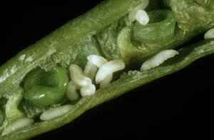 Oilseed: Bladder pod midge