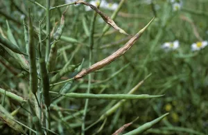 Oilseed: Bladder Pod Midge damage to Oilseed Rape