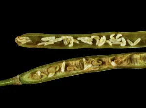 Oilseed: Bladder pod midge larvae