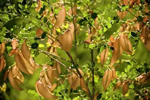 Bladder: Bladder-senna, flowers and fruit