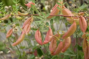 Bladder: Bladder senna in fruit