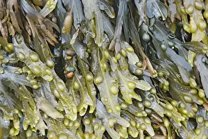 Bladder: Bladder Wrack