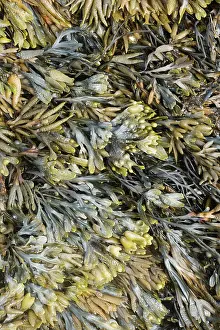 Bladder: Bladder Wrack