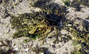 Bladder: Bladder Wrack