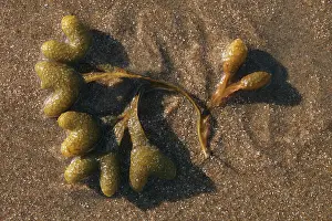Phaeophyceae: Bladder Wrack