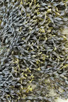 Fucales: Bladder wrack, Pleubian, Cetes-d'Armor, France -