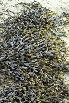 Fucales: Bladder wrack, Pleubian, Cetes-d'Armor, France -