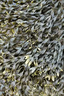 Fucales: Bladder wrack, Pleubian, Cetes-d'Armor, France -