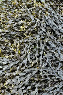 Fucales: Bladder wrack, Pleubian, Cetes-d'Armor, France -
