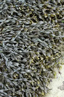 Fucales: Bladder wrack, Pleubian, Cetes-d'Armor, France -