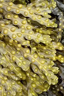 Fucales: Bladder wrack, Pleubian, Cetes-d'Armor, France