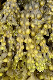 Fucales: Bladder wrack, Pleubian, Cetes-d'Armor, France
