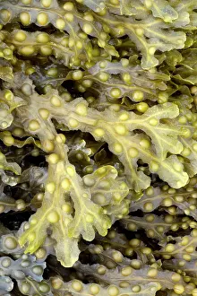 Fucales: Bladder wrack, Pleubian, Cetes-d'Armor, France