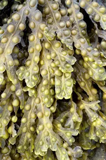 Fucales: Bladder wrack, Pleubian, Cetes-d'Armor, France