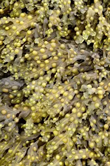 Fucales: Bladder wrack, Pleubian, Cetes-d'Armor, France