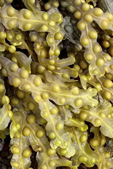 Fucales: Bladder wrack, Pleubian, Cetes-d'Armor, France