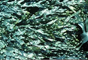 Bladder: BLADDER WRACK SEAWEED