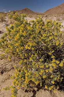 Cleome: Bladderpod, Cleome isomeris, ( = Isomeris arborea)