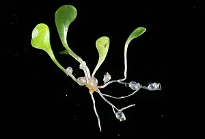 Seedlings: Bladderwort - African sp. insectivorous