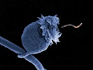 Puzzle: Bladderwort - bladder-like sac, ready to suck a worm in