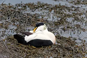 Bladderwrack: Bladderwrack