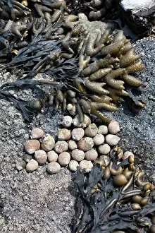 Helder: Bladderwrack