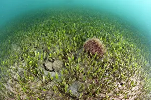 Noble: Blade Algae