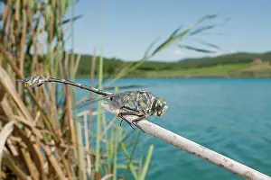 Tetraphylla: Bladetail Dragonfly - in habitat