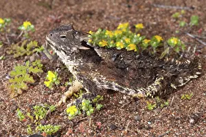 Phrynosoma: Blainville's Horned Lizard