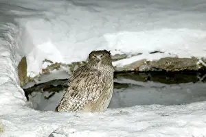 Ketupa: Blakiston's Fish Owl