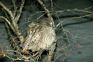 Ketupa: Blakiston's Fish Owl