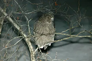 Ketupa: Blakiston's Fish Owl