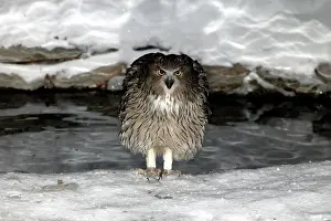 Ketupa: Blakiston's Fish Owl