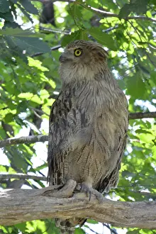 131219: Blakiston's Fish Owl, Japan