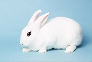 Blanc: BLANC DE HOTOT RABBIT