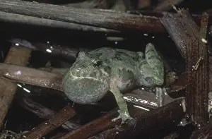 Inflated: Blanchard's Cricket Frog
