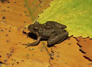 Blooded: Blanchard's Cricket Frog